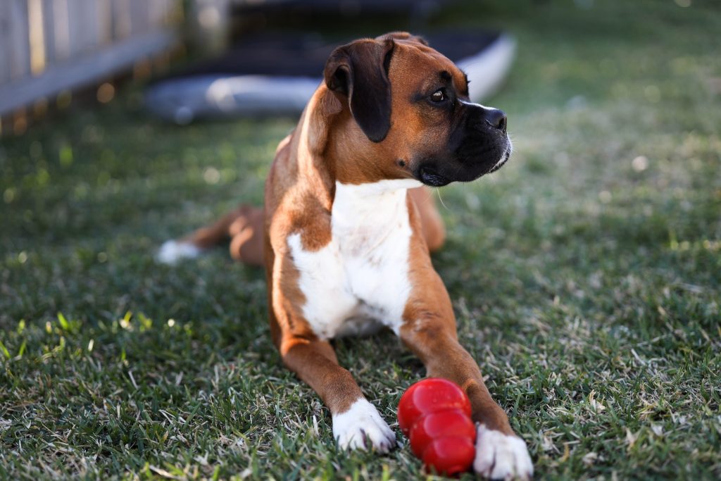 Image of dog playing with a toy