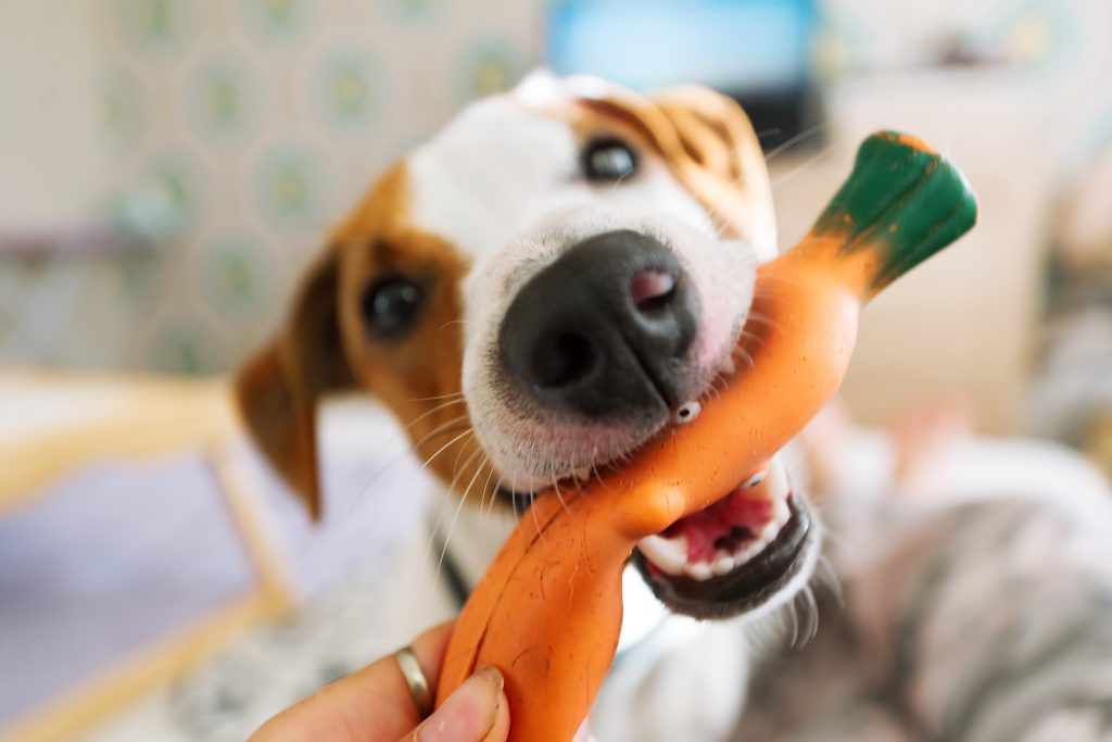 Image of dog playing with soft toy
