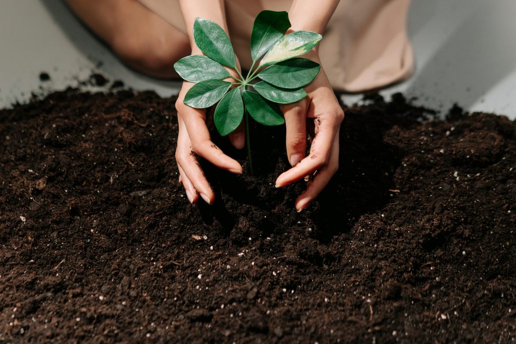Image of a person planting a tree sapling 