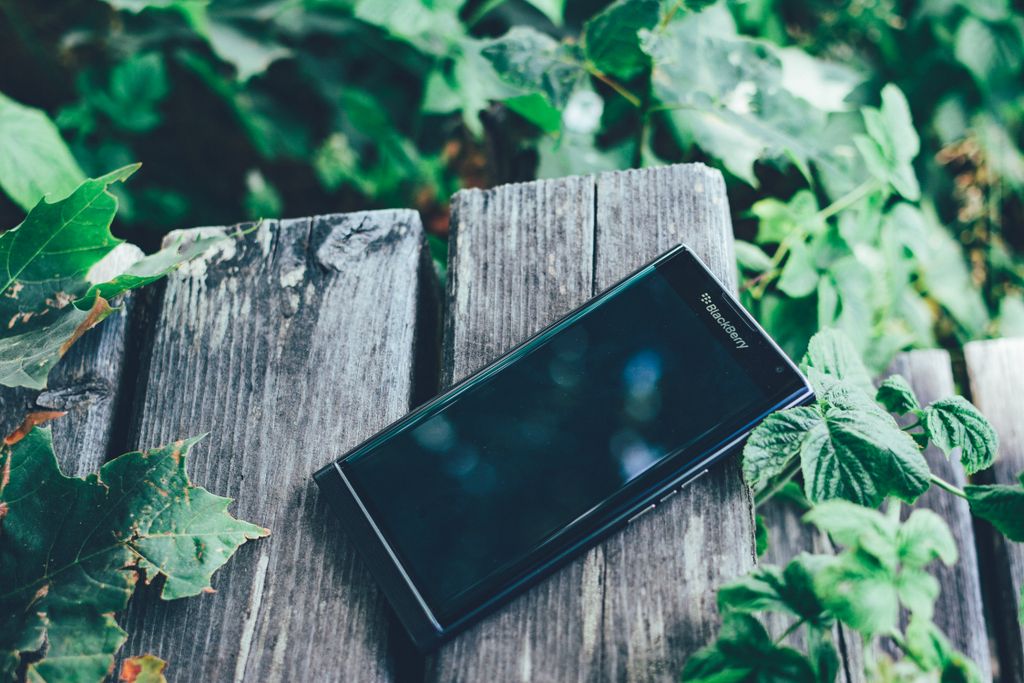 A Blackberry smartphone rests on a weathered wooden surface surrounded by green ivy leaves.